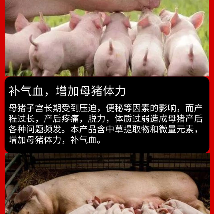 母猪的产后护理表情包图片